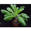 Bringhamia insignis