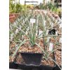 Agave stricta