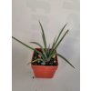Agave stricta