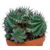 Euphorbia horrida
