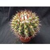 Notocactus roseoluteus