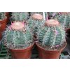 Melocactus glaucescens