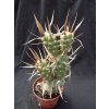 Tephrocactus papyracanthus