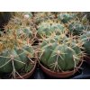 Gymnocalycium eurypleurum XL