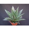 Aloe hybr. FLOW XL