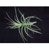 Tillandsia aeranthos Guatemala