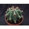 Ferocactus horridus v. brevispinus