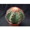 Melocactus matanzanus XL