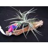 Tillandsia hybrid Holm´s Blue Rose /aeranthos x stricta Petropolis/