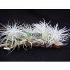 Tillandsia tectorum Snow