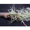 Tillandsia retorta