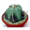 Astrophytum myriostigma XXL