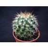 Mamillaria nejapensis