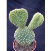 Opuntia microdasis f. cristata