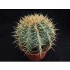 Ferocactus glaucescens XXL