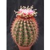 Melocactus broadwayi