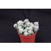 Sedum burito