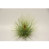 Tillandsia andreana