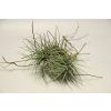Tillandsia heteromorpha f. Dotterer