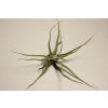 Tillandsia lepidosephala f. Dotterer