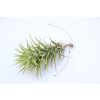 Tillandsia neglecta f. Dotterer