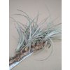 Tillandsia lorentziana f. Dotterer