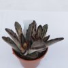 Kalanchoe tomentosa