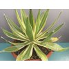 Agave lophantha Variegata