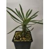 Pachypodium cactipes