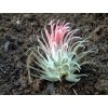 Tillandsia ionantha v. rubra
