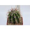 Echinopsis leucantha JO 1043/3