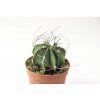 Astrophytum senile