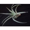 Tillandsia capitata peach