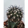 Copiapoa calderana KBC 878