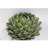 Agave victoria reginae XL