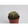 Mamillaria schideana