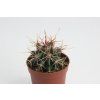 Ferocactus steinesii