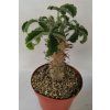 Jatropha fissispina RM 343