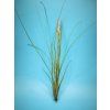 Tillandsia exerta