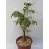 Adenia glauca XL