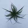 Tillandsia schreiterii