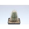 Echinocereus nivosus