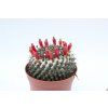 Mamillaria formosa
