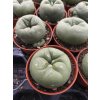 Lophophora wiliamsii