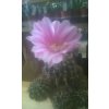 Echinopsis hybr. 'Pozdrav ze Sibřiny'
