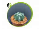 Echinopsis