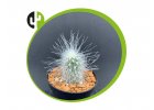 Echinocereus