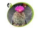 Coryphantha