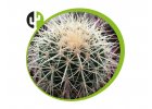 Echinocactus