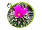 Gymnocactus